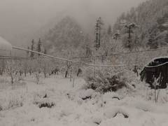 
      
      U'khand: Uttarkashi district receives heavy snowfall
      
      