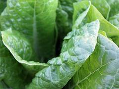 
    Soon, spinach that will make more than Popeye stronger
    