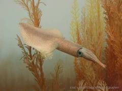 
      
      Squids could survive under climate change: Study
      
      