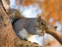 
    Grey squirrels who favour particular paw are less good at learning, research suggests
    