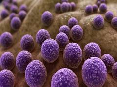 
      
      Critical effects of ageing on gut microbiome examined during...
      
      