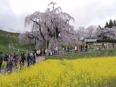 
      
      Japan's 1000-year-old waterfall cherry tree attracts nature lovers
      
      