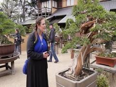 
      
      Bonsai, traditional Japanese dwarf tree art attracts visitors
      
      