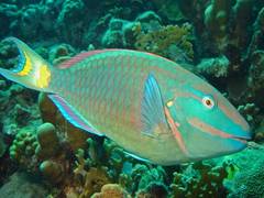 
      
      Study predicts when reefs die, parrotfish thrive
      
      