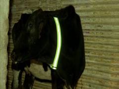 
      
      Panchkula organisation uses radium tapes to secure stray...
      
      