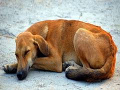 
      
      Team of dog lovers in Hyderabad feed street dogs during...
      
      
