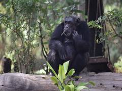 
      
      Hyderabad Zoo's popular inmate Chimpanzee 'Suzi' dies
      
      
