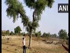 
      
      Locust swarm continue to damage crops in Rajasthan's Barmer
      
      