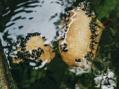
      
      Research reveals tadpoles develop into frogs, vision changes
      
      