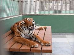 
      
      COVID-19: Zoos across India ordered to monitor animals at all...
      
      
