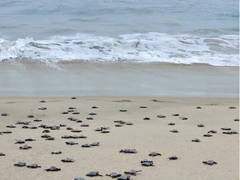 
      
      Forest officials in Rameswaram release over 200 baby turtles...
      
      