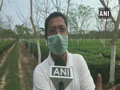 
      
      Tea plucking begins in Assam's Dibrugarh in full scale with...
      
      