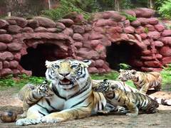
      
      Tiger cub named after soldier who died in Galwan Valley
      
      