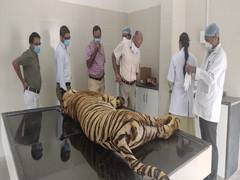 
      
      Tiger captured after killing 5 people, dies at Nagpur rescue...
      
      