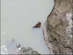 
      
      Chandrapur: Rescue operation fails to save tiger 
      
      