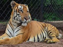 
      
      Royal Bengal tiger dies of heart failure at Hyderabad Zoo
      
      