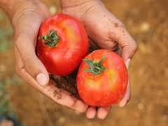 
    'India's horticulture crop output rises 0.7 per cent to 313.85 million tonnes in 2018-19'
    