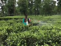 
      
      Crippled by coal crisis, Tripura adopts gas-based tea processing
      
      