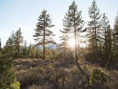 
      
      Old trees in China's permafrost are witnessing growth spurt...
      
      