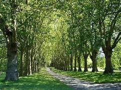 
      
      Trees in cities die early, resulting in loss of street-tree...
      
      