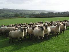 
      
      Finest UK livestock companies to link up with India
      
      