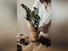 
      
      Gardening can promote better mental health: Study
      
      
