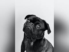 
      
      Study: Hearing loss in dogs is associated with dementia
      
      