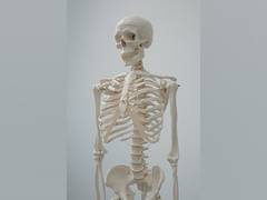 
      
      Researchers investigate effects of zero gravity on bones
      
      