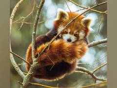 
      
      Research provides hope to endangered species
      
      