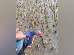 
      
      Mystery over migratory birds' 'carcasses' deepens, no samples...
      
      