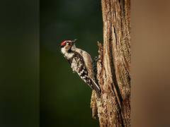 
      
      Woodpeckers' heads act more like stiff hammers than safety helmet
      
      