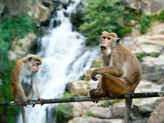 
      
      Study reveals female monkeys live longer with female companions
      
      