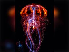 
      
      Research: Stinging cells of Jellyfish hold clues to biodiversity
      
      