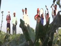 
      
      Locals in Kanpur's rural areas beat utensils to prevent...
      
      