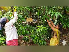 
      
      Aranyagiri Countryside Resort launches  #AdoptATree campaign 
      
      
