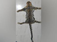 
      
      Odisha STF apprehands wildlife criminal along with Leopard skin
      
      