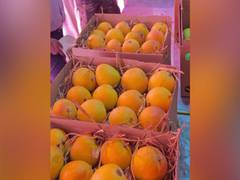 
      
      Marathi Social Group Trust in Indore organises Mango Jatra
      
      