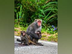 
      
      Rhesus monkeys are able to perceive their own heartbeats: Study
      
      