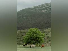 
      
      Cut methane emissions from cows to tackle 2050 climate target 
      
      