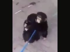 
      
      Young chimpanzee 'brothers' pour their hearts out in viral video
      
      