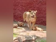
      
      African lion cubs step out into kraal at Hyderabad zoo
      
      