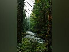 
      
      Study: A single gene can control species diversity in ecos
      
      