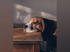 
    Common household noises may be stressing your dog, says study
    