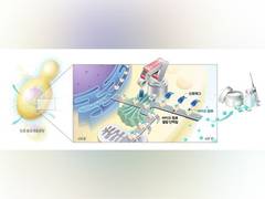 
      
      South Korea develops synthetic biology technology
      
      