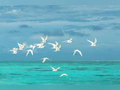 
      
      Heat waves could lead to avian population decline: Study
      
      