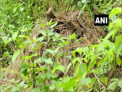 
      
      King Cobra sighted at altitude of over 2,100 m in Uttarakhand  
      
      