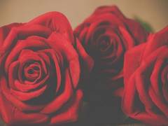 
    Celebrate this Valentine's Day without burning a hole in your pocket
    