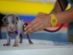 
      
      Moscow launches online vet appointments for pets, exotic animals
      
      