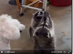 
      
      Video of raccoon playing with bubbles goes viral on social media
      
      