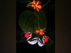 
      
      Butterflies at risk from excess nitrogen: Study
      
      